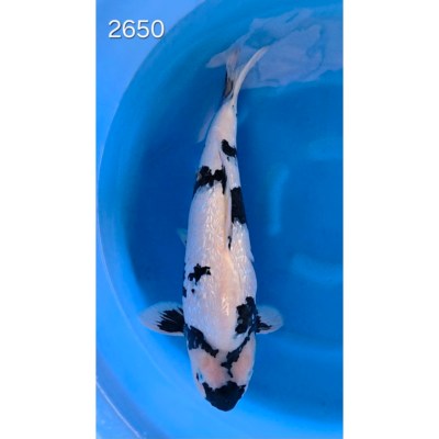 Shiro Utsuri Gin Rin 57cm réf 2650