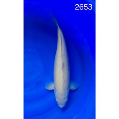 Karashigoï 50/55cm réf 2653