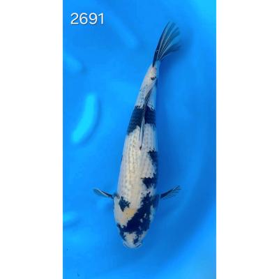 Kage Shiro Utsuri 35/40cm réf 2691