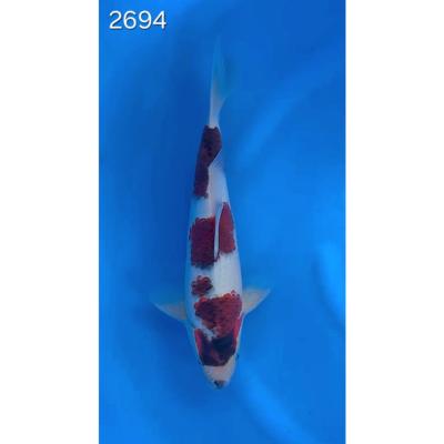 Budo Goromo 35/40cm réf 2694