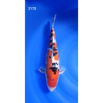 Sanke HQ 40cm réf2175
