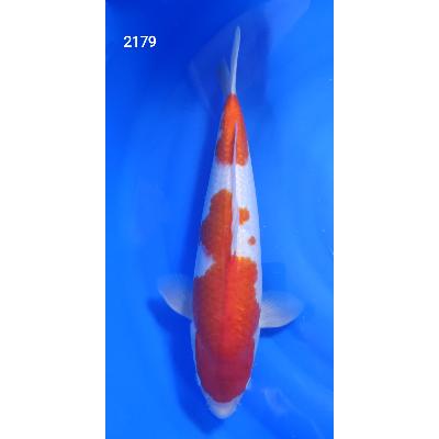 Kohaku HQ 40cm réf2179