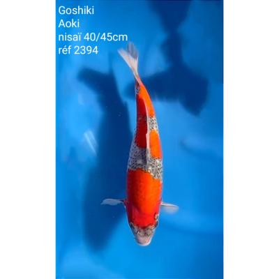 Goshiki 40/45cm réf2394