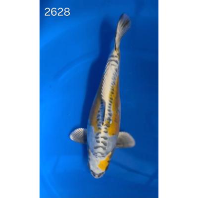 Ki Kikokuryu 40/45cm réf 2628