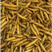 Larves BSF (Black Soldier Fly) 2.5litre/280g