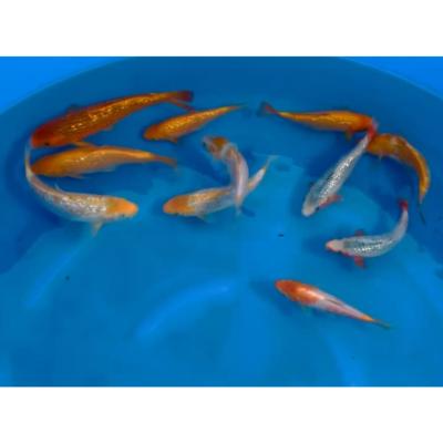 Mix Golden HQ 18/22cm Tanigushi