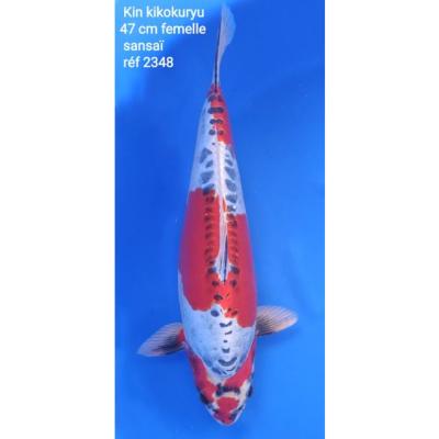 Kin Kikokuryu 47cm réf2348