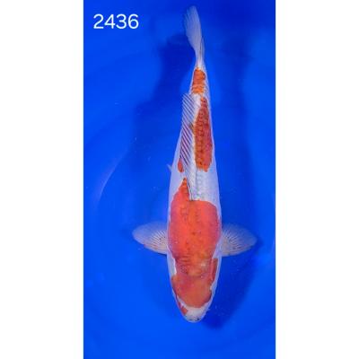 Doitsu Ochiba 45cm réf2436