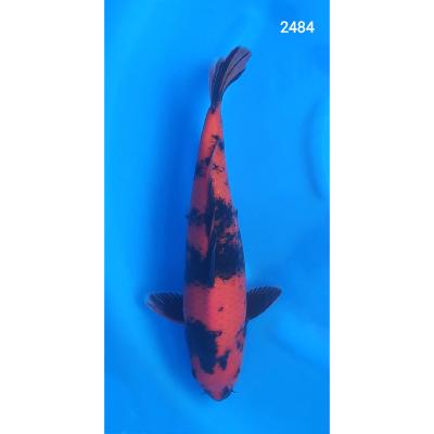 Hi Utsuri 30/40cm réf2484