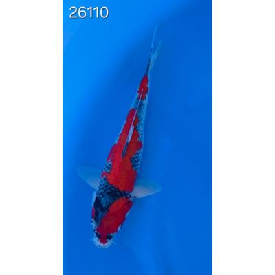 Goshiki 35/40cm réf 26110