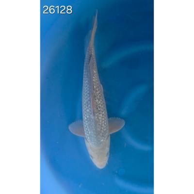 Soragoï Gin Rin 30/40cm réf 26128