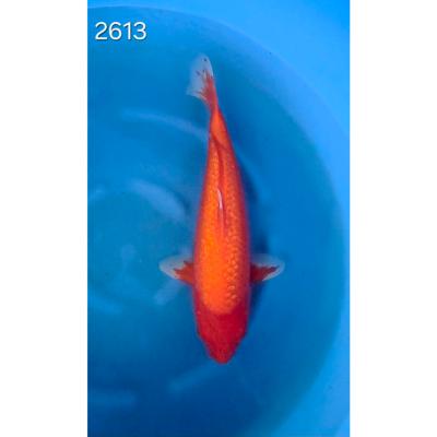 Benigoï Gin Rin 40/45cm réf 2613