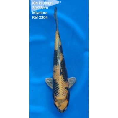 Kin Ki utsuri 30/35cm réf2304
