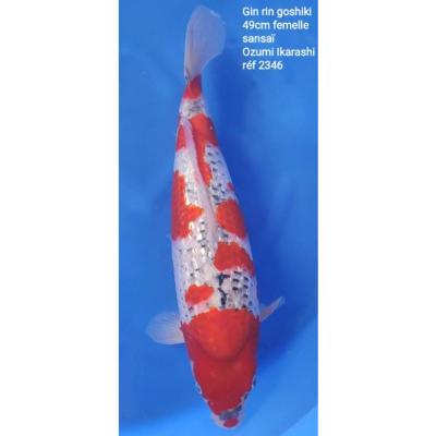 Goshiki Gin Rin 49cm réf2346