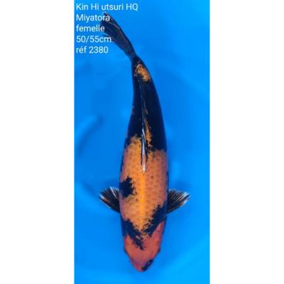 Kin Hi Utsuri 50/55cm réf2380
