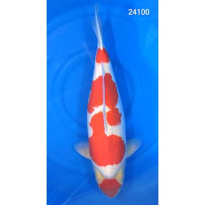 Kohaku HQ 63cm + Azukari année 2024   réf24100