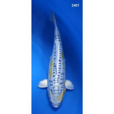  Doitsu Hariwake Matsuba 37/45cm réf2451
