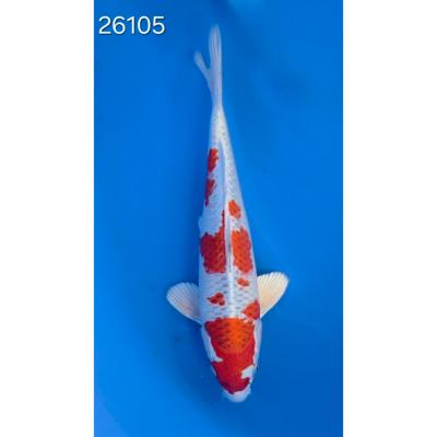 Kujaku 35/40cm réf 26105