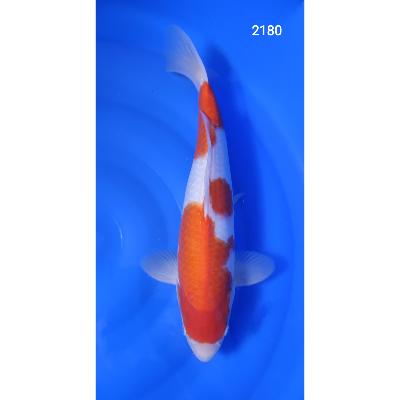 Kohaku HQ 42cm réf2180