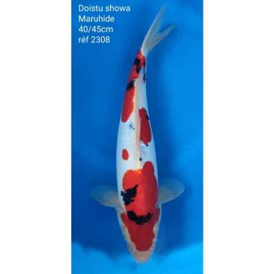 Doitsu Sanke 40/45cm réf2308