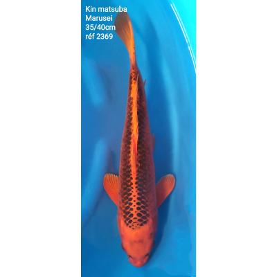 Kin Matsuba 35/40cm réf2369