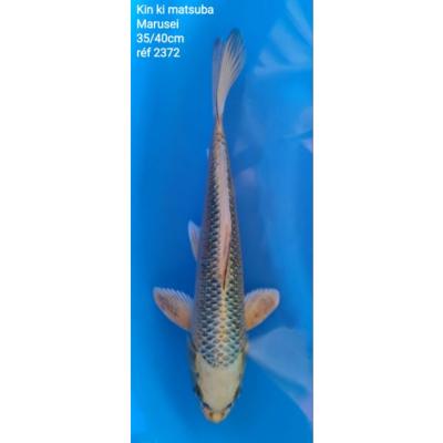 Kin Ki Matsuba 35/40cm réf2372