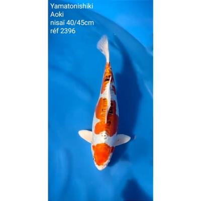 Yamatonishiki 40/45cm réf2396