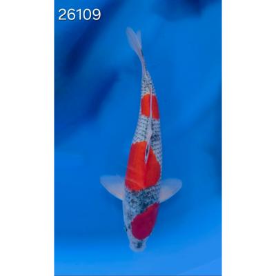 Goshiki 35/40cm réf 26109