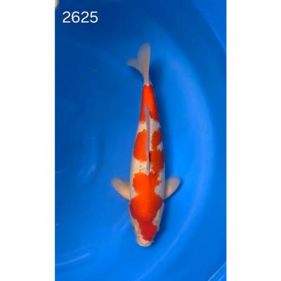 Goshiki 40/45cm réf 2625