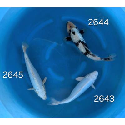 Doitsu Platinum 25/30cm réf 2643