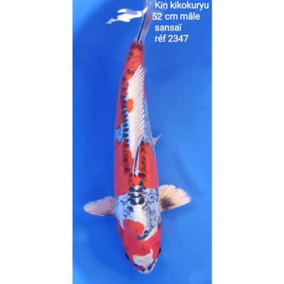 Kin Kikokuryu 52cm réf2347