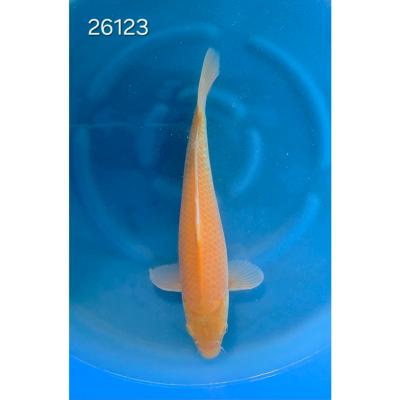 Karashigoï 30/40cm réf 26123