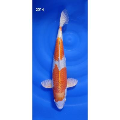 Sakura Ogon 45cm réf2014