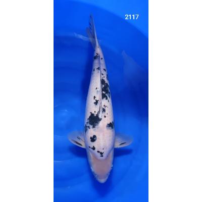 Shiro Bekko 54cm réf2117