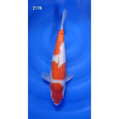 Kohaku HQ 40cm réf2178