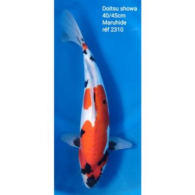 Doitsu Showa 40/45cm réf2310