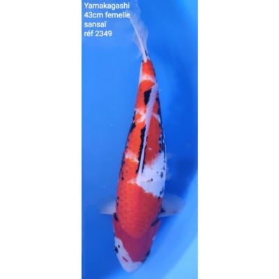 Yamakagashi 43cm réf2349