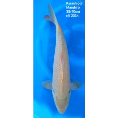 Karashigoï 35/40cm réf2334