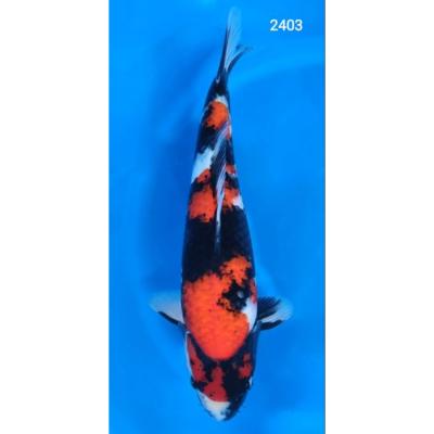 Showa 46/48cm réf2403