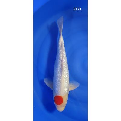 Tancho Kohaku Gin Rin 47cm réf2171