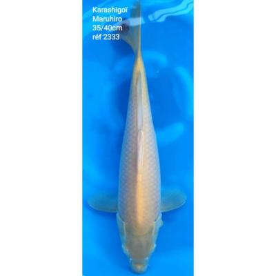 Karashigoï 35/40cm réf2333