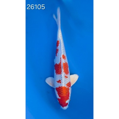 Kujaku 35/40cm réf 26105