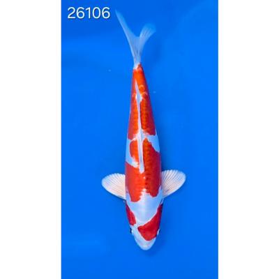 Beni Kikokuryu 35/40cm réf 26106