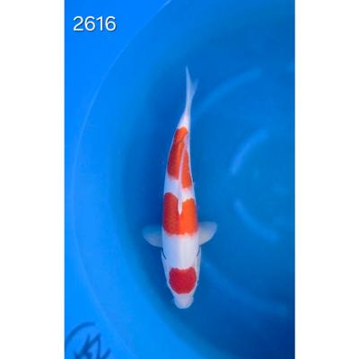 Kohaku 40/45cm réf 2616