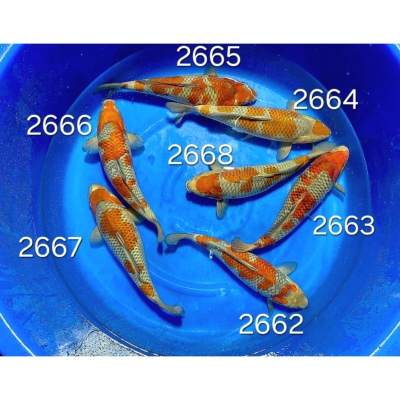 Ochiba 40cm réf 2662