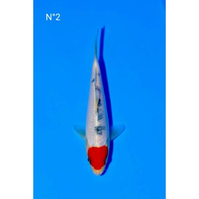 Tancho Sanke HQ 15/22cm