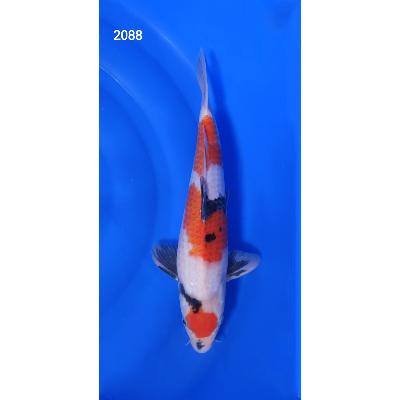 Showa 41cm réf2088