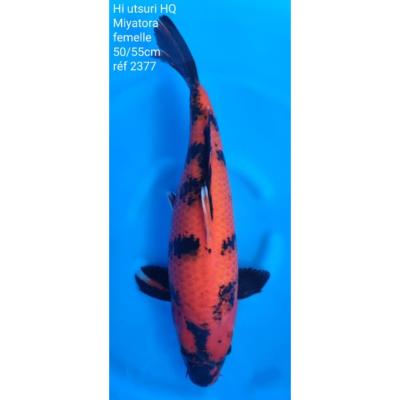 Hi Utsuri 50/55cm réf2377