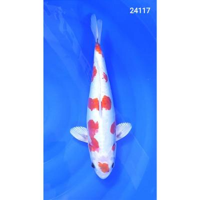 Kikusui 40cm réf24117