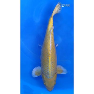 Yamabuki 37/40cm  réf2444